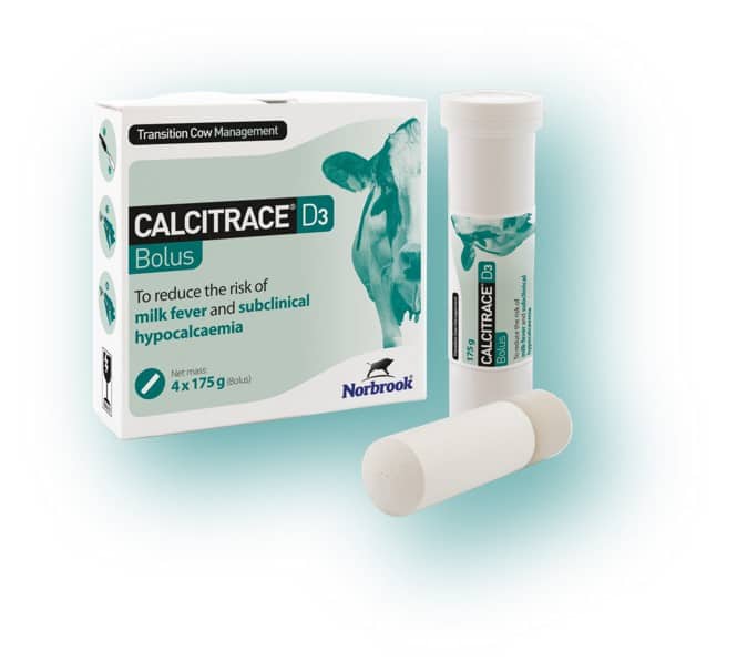 Calcitrace Bolus is a nutritional supplement designed for ruminant animals, particularly dairy cows, to provide them with essential minerals and vitamins. Here's some information about Calcitrace Bolus: Composition: Calcitrace Bolus typically contains a combination of trace minerals and vitamins. The specific composition may vary by brand, but common ingredients include calcium, phosphorus, magnesium, manganese, zinc, cobalt, iodine, selenium, and vitamins A, D3, and E. Calcium and phosphorus supplementation: Calcium and phosphorus are crucial minerals for proper bone development, milk production, and overall metabolic functions in dairy cows. Calcitrace Bolus provides a supplemental source of these minerals to help maintain the cow's health and optimize milk production. Trace mineral support: Trace minerals such as magnesium, manganese, zinc, cobalt, iodine, and selenium play vital roles in various metabolic processes, enzyme functions, immunity, and reproduction in dairy cows. The bolus form of Calcitrace allows for slow-release supplementation of these trace minerals, ensuring a continuous supply over an extended period. Vitamin supplementation: Vitamins A, D3, and E are essential for the overall health and well-being of dairy cows. These vitamins support immune function, reproductive performance, and bone health. Calcitrace Bolus provides a supplemental source of these vitamins to help meet the cow's nutritional requirements. Benefits: The use of Calcitrace Bolus in dairy cows may help prevent deficiencies of essential minerals and vitamins, improve bone strength and integrity, support optimal milk production, enhance fertility and reproduction, boost immunity, and contribute to overall animal health and productivity. It's important to note that specific dosing instructions, frequency of administration, and any additional considerations may vary depending on the specific brand and the recommendations of a veterinarian or dairy nutritionist. It is advisable to consult with a professional to determine the appropriate usage of Calcitrace Bolus for the specific needs of your dairy cows. Regenerate response