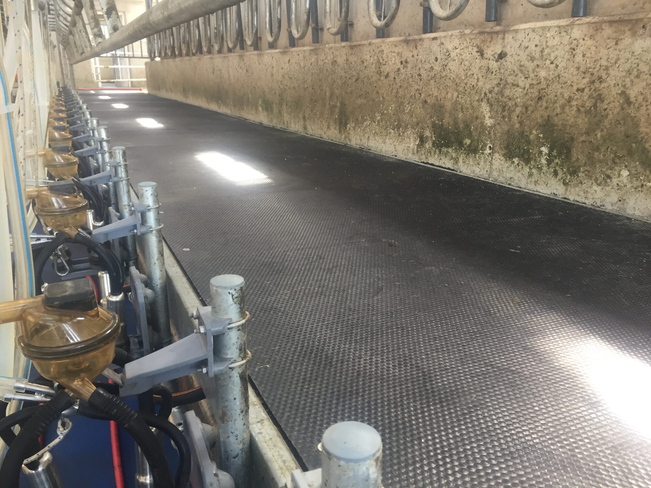 rubber mats for the milking parlour