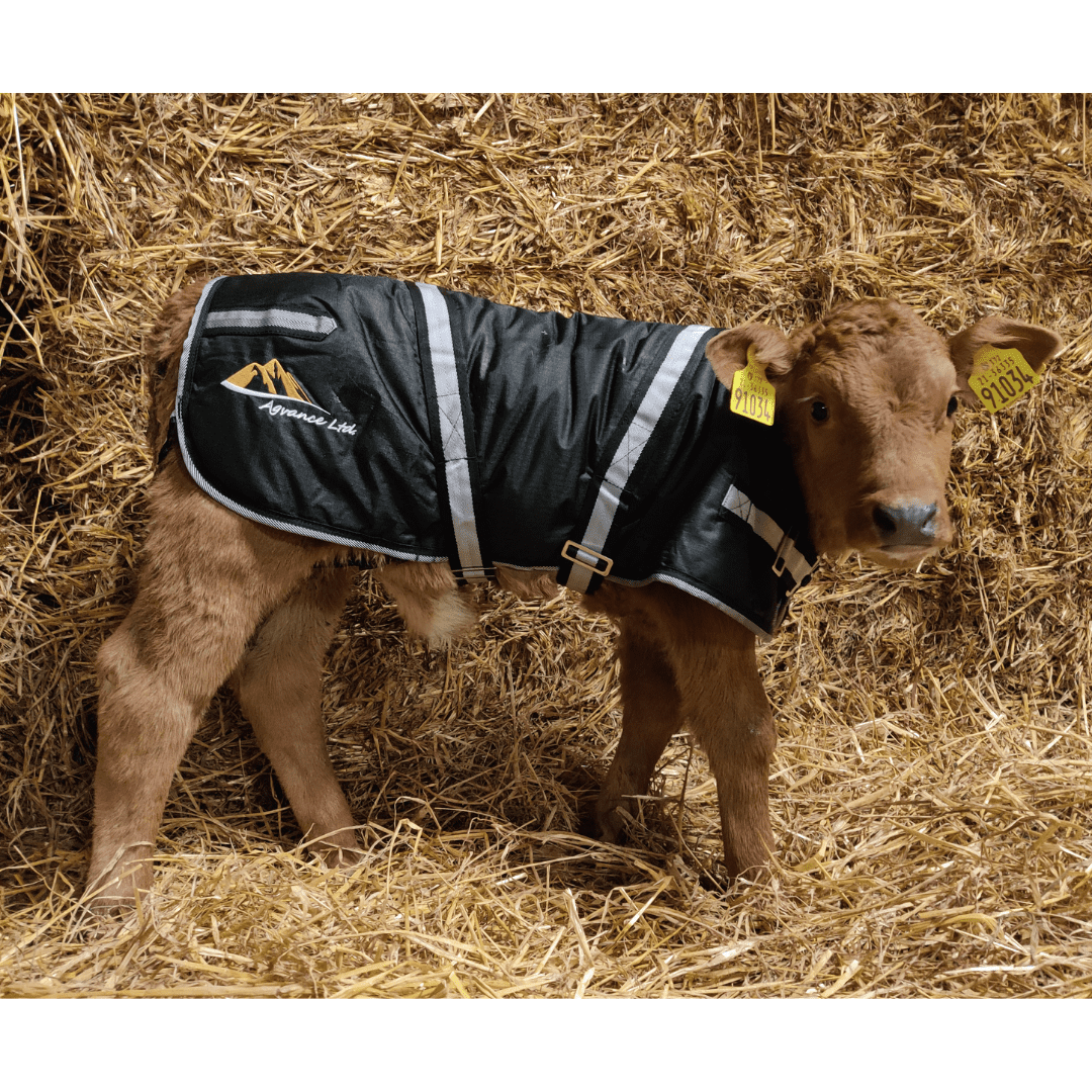 Calf Jackets